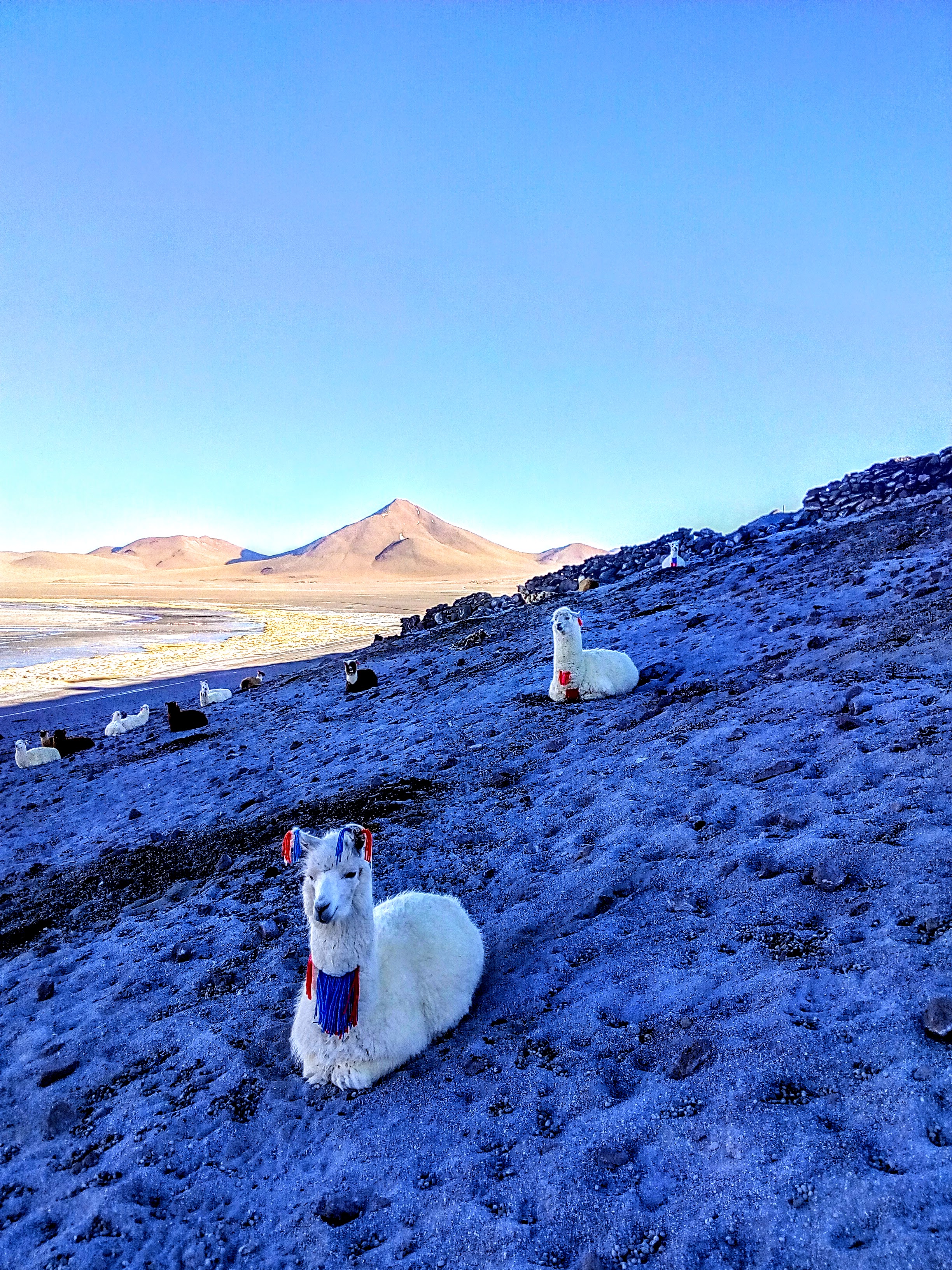 Llamas en el altiplano boliviano.