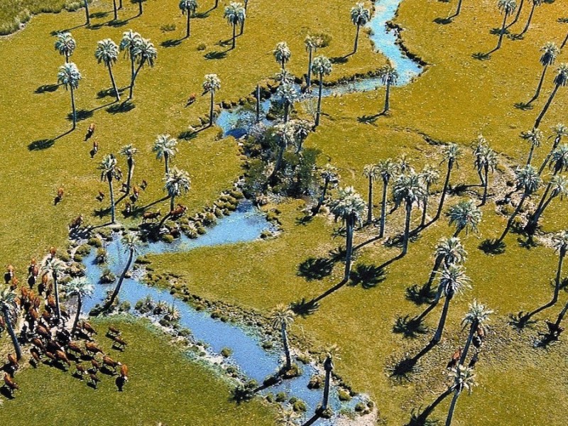 El hipnótico palmar virgen que nómadas y aves le regalaron a&nbsp;Uruguay