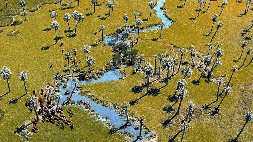 El hipnótico palmar virgen que nómadas y aves le regalaron a&nbsp;Uruguay