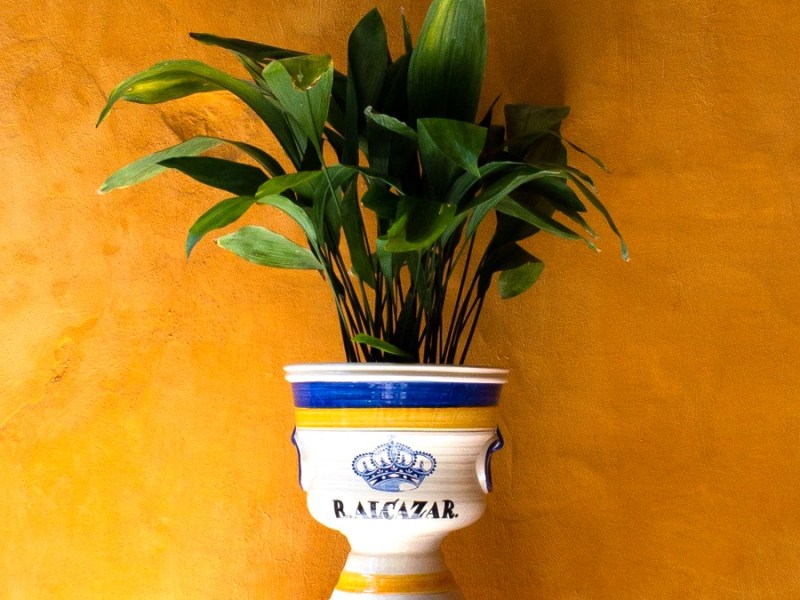 Si Sevilla tiene un color especial, es el amarillo&nbsp;albero