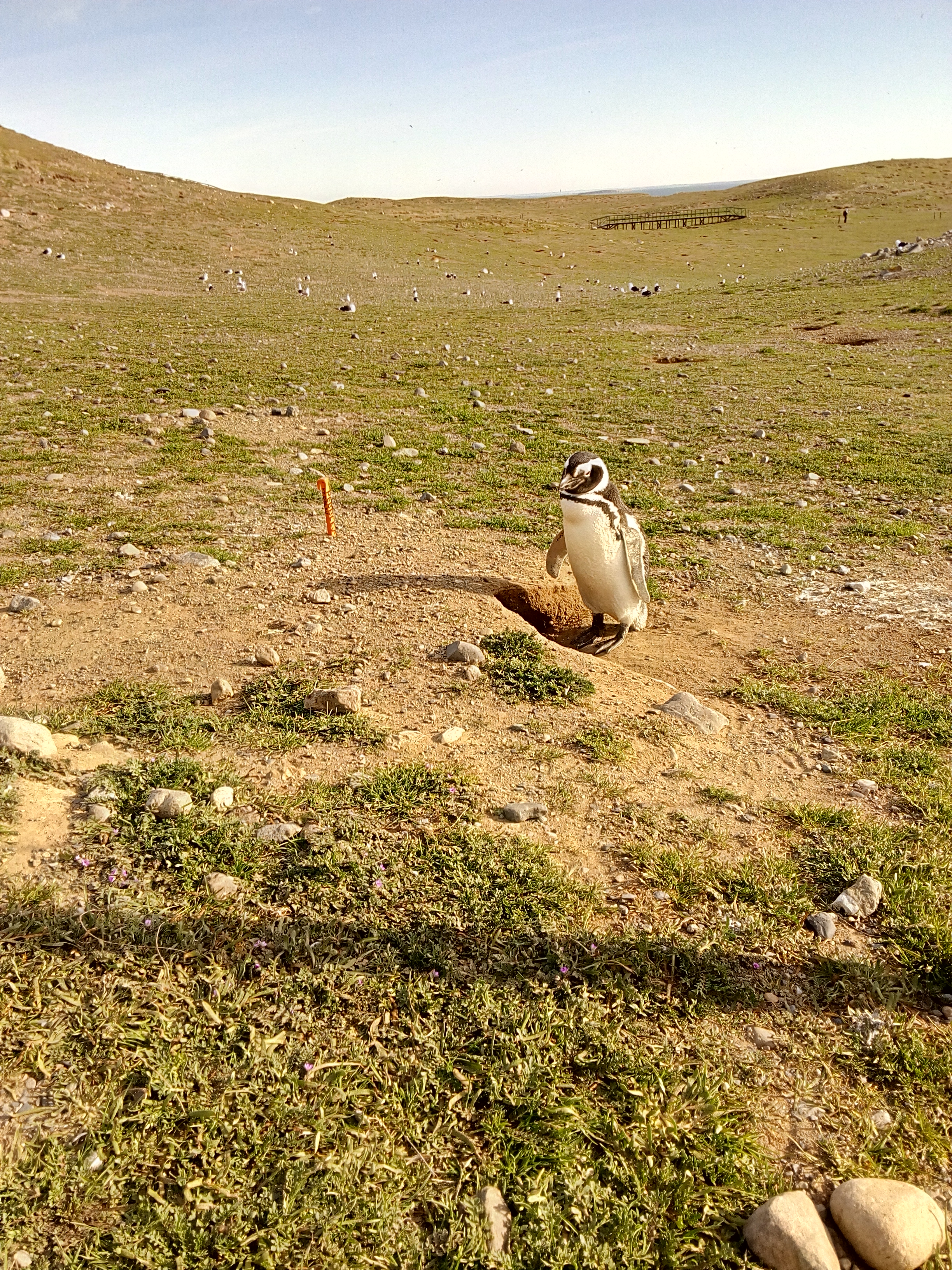 Punta Arenas, Patagonia